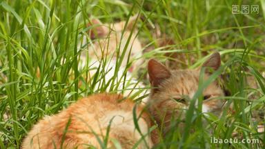 春天草丛中一对流浪猫橘猫